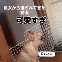 ママさん外出後のこむぎちゃん7