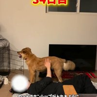 撫でさせてくれるようになりました！