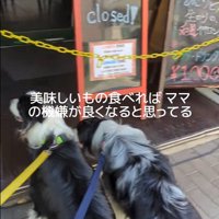 ママの機嫌が悪い時のワンコたちの行動3