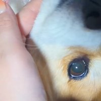 枕を奪われたスティーブくん9