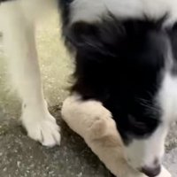 匂いを嗅ぐワンコ1