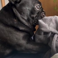 タオルで遊ぶジェットくん2