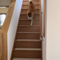 階段を駆け降りる柴犬
