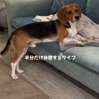 ソファーに上半身だけ乗せる中型犬
