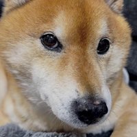 ロックちゃんは気難しい