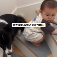 赤ちゃんを見守るヒマちゃん6
