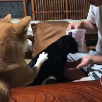 ももちゃんが天くんの背中にお手！