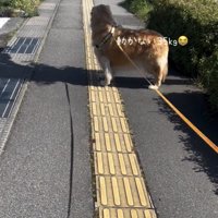 動かず踏ん張る犬