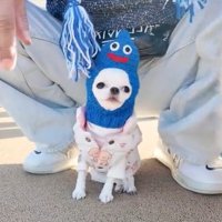 乱入するわんこ