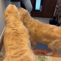 靴を履いた女性を見つめる2頭の犬