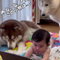 「なにそれ気になる」