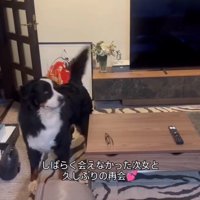 カーテンの方へ顔を向ける犬