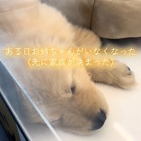 寝ている犬1