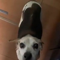 飼い主を見上げる犬