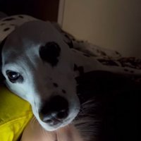 大型犬と一緒に眠りかけの子供