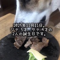 プレートにのったごはんを食べる弟犬