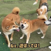 並んだ犬たちを見つめる柴犬