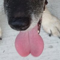 舌がハートのエルちゃん