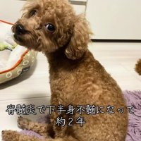 脊髄炎を発症したぐりちゃん