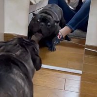 鏡で自分の姿を見た秀吉くん6