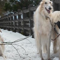 「並ぶのはイヤ」