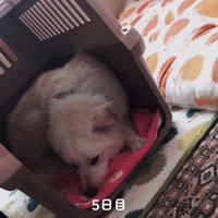 クレートの中で伏せて横になる犬