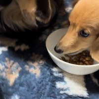 黒い犬に見られて視線を泳がせる茶色い犬