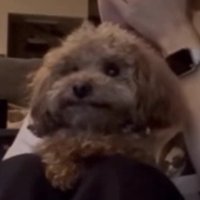 前を見つめる犬
