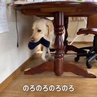 追いかけっこ第二回戦スタート