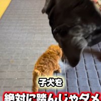 小さなパピーがやってきた