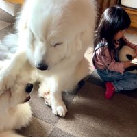 若い犬を注意するシュシュちゃん