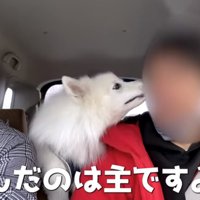 パパを見るぽてちゃん