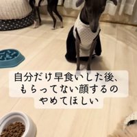 見つめる犬2