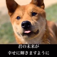舌を出して投稿者を見上げる茶色い犬