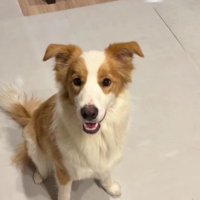 わんこの画像で猛アピール！！