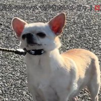 チワワ3匹とお散歩5