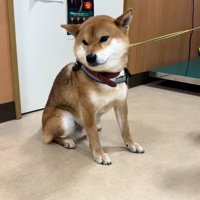 可愛いごんちゃん