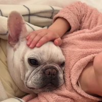 女の子の腕に顔を乗せてくつろぐ犬