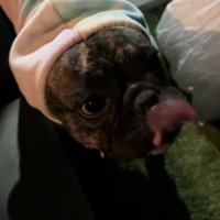 嬉しそうな犬