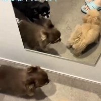二匹のチワワと子犬