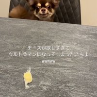チーズを取りたいココちゃん9