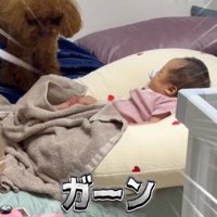 床に落ちたぬいぐるみを見つめる犬