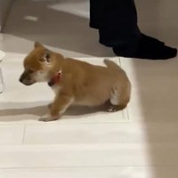 起き上がる子犬1