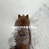 大雪の中、お散歩に出発
