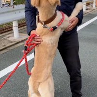 パパを見るわんこ