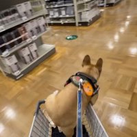 カートに乗ってお買い物中