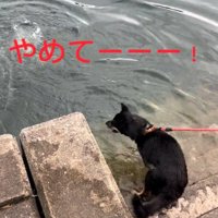 叫ぶ犬