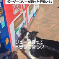 ジッピーくんの気遣い7