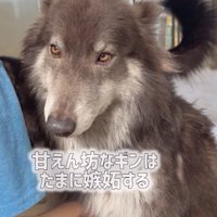 撫でられるウルフドッグ