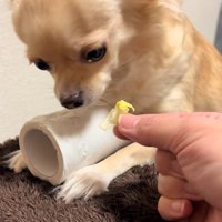 トイレットペーパーを守るジョルノちゃん3